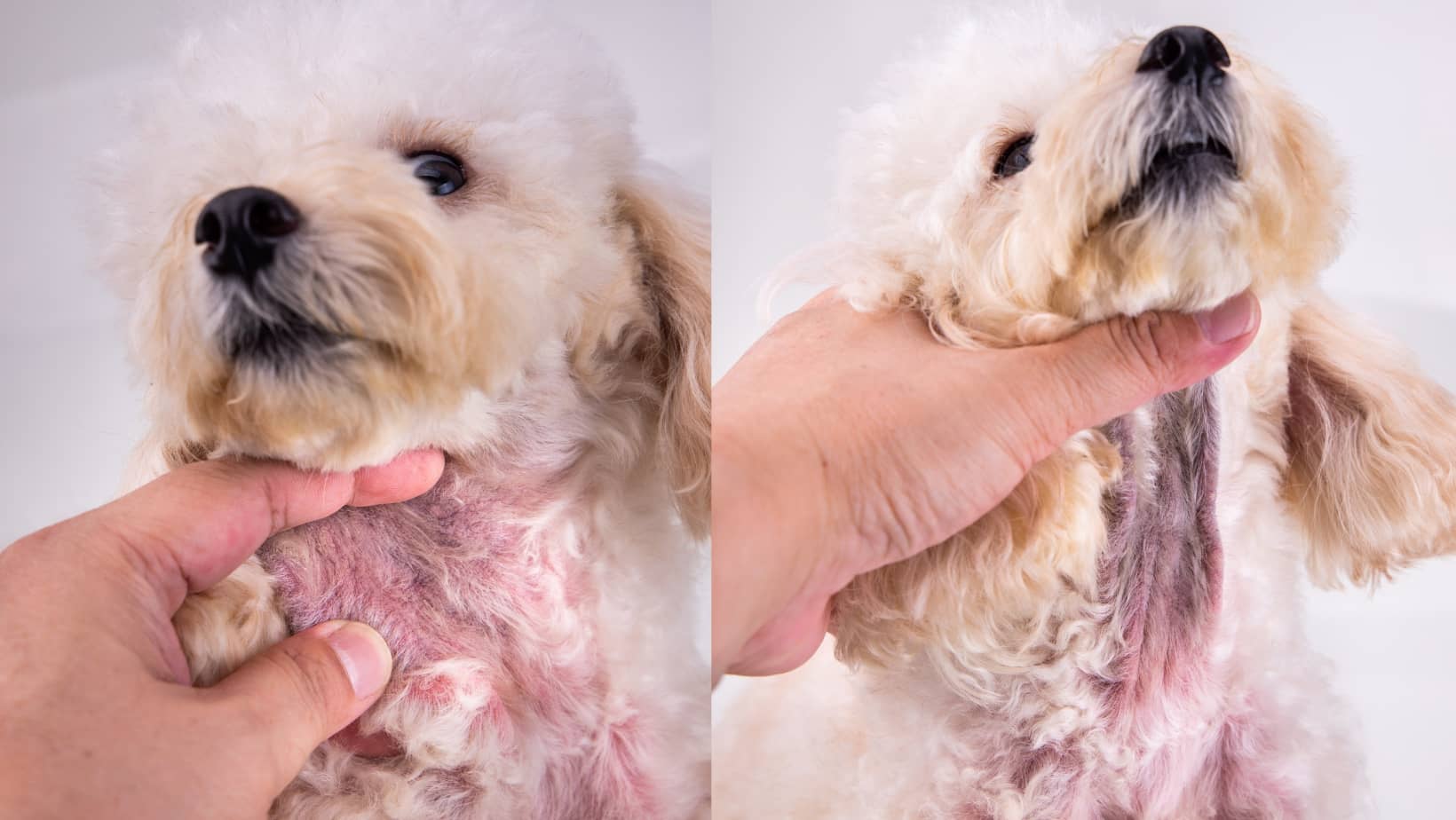 Bichon Frise: Hot Spots