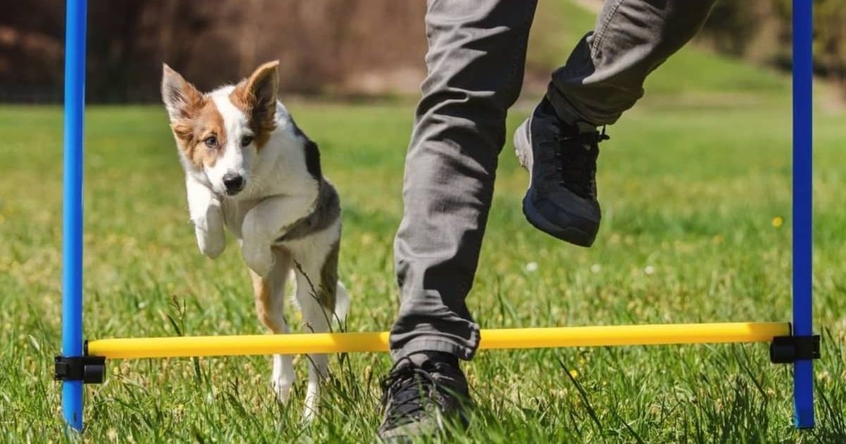 7 Best Dog Agility Training Equipment For Small Dogs