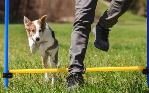7 Best Dog Agility Training Equipment For Small Dogs
