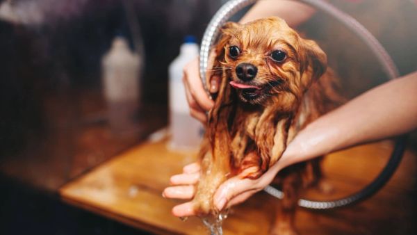 How To Groom Your Dogs: Everything You Need To Get and Know!