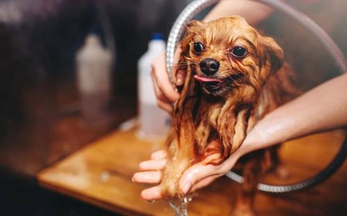 How To Groom Your Dogs: Everything You Need To Get and Know!