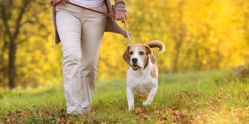 dog house training tips to keep your dog happy and healthy