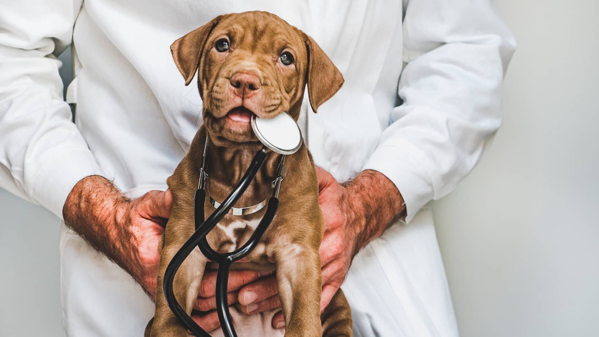 How To Identify The Right Veterinary Facility for Your Dog