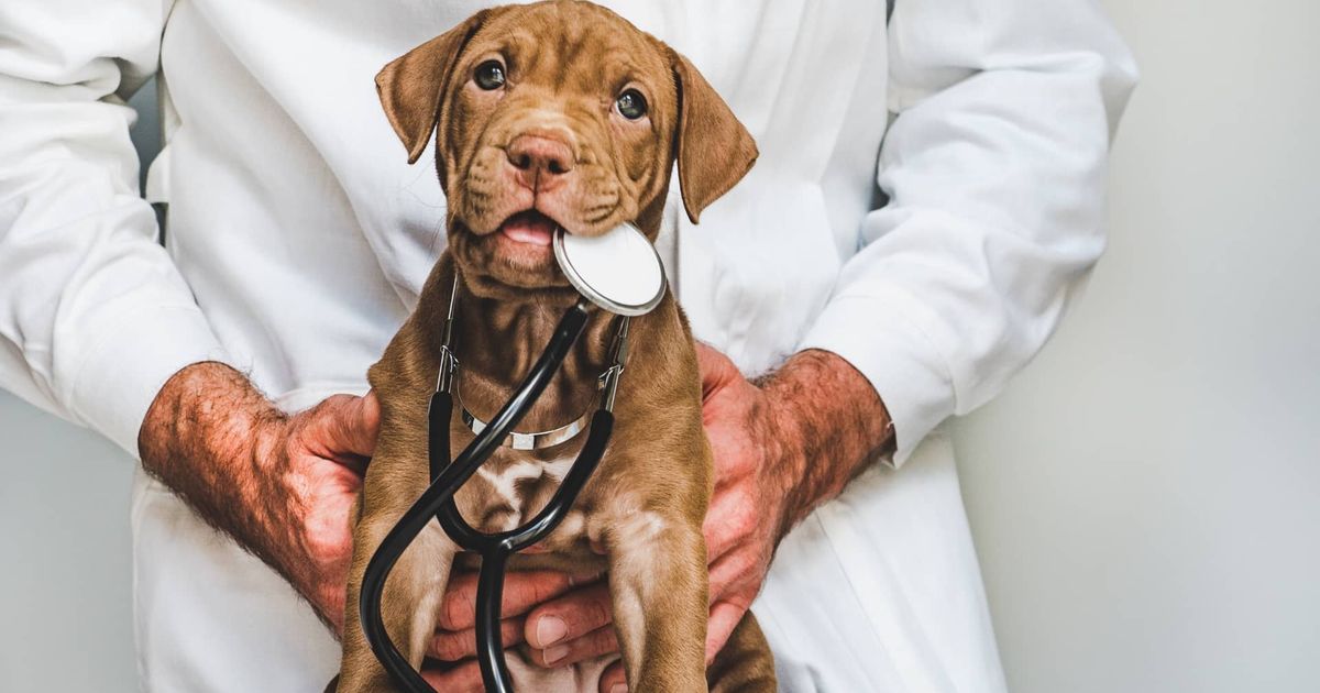 How To Identify The Right Veterinary Facility for Your Dog