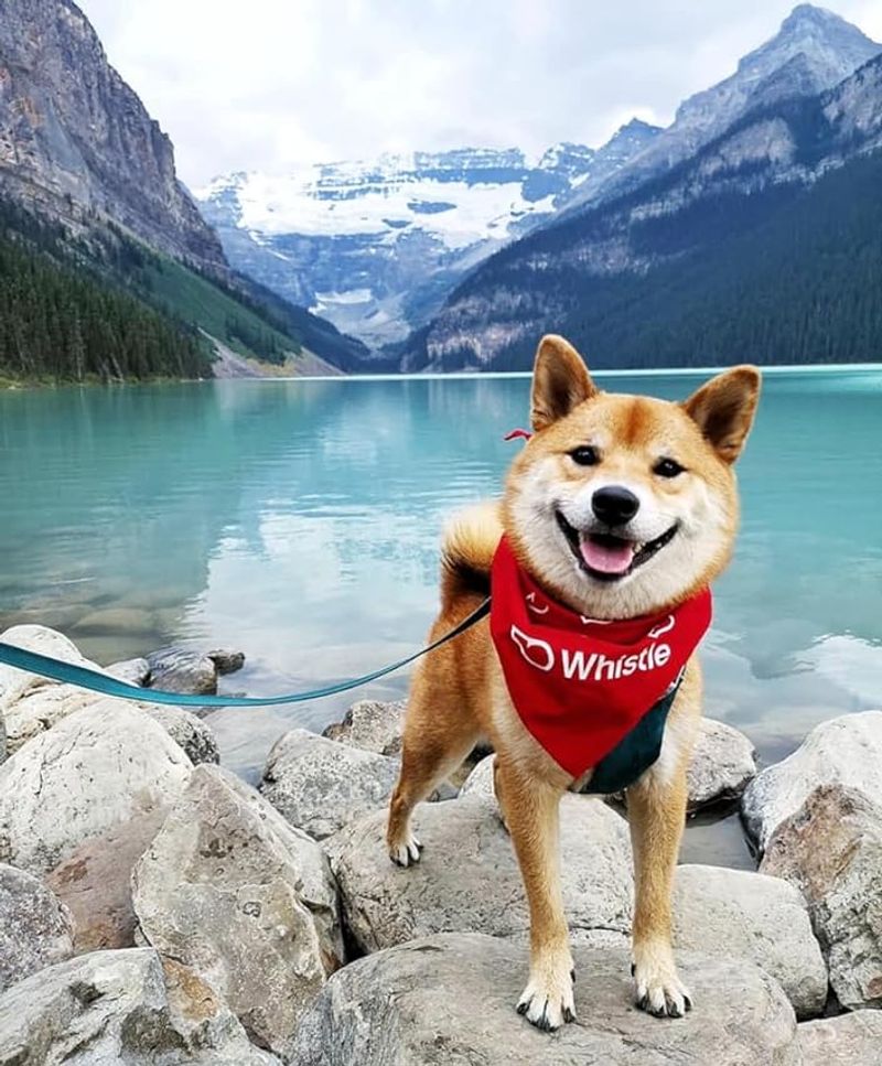 Image by Whistle. Giving us all a lesson on how to get a day done right!