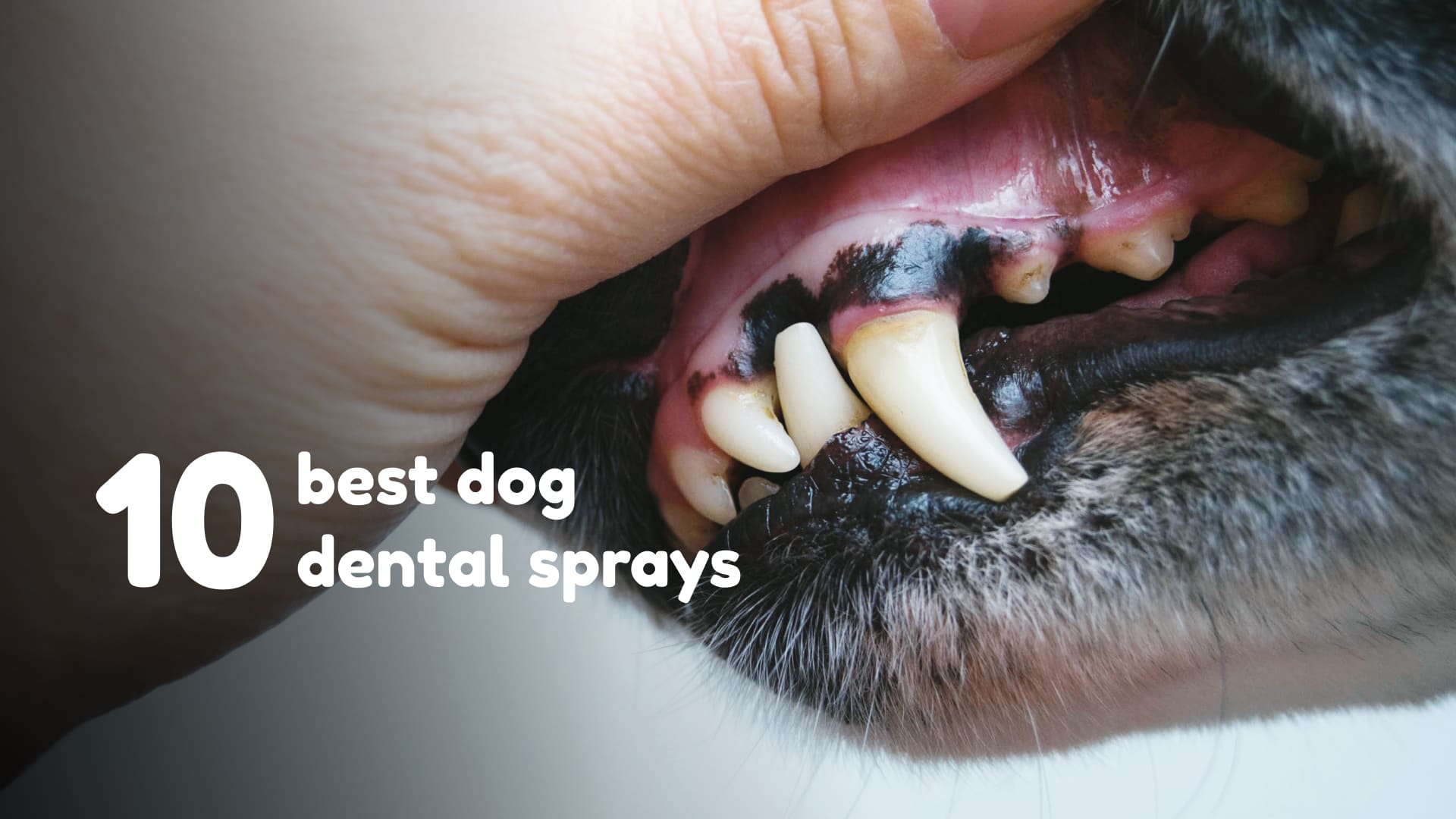 A hand opening a dog's mouth. Health check of dog teeth.