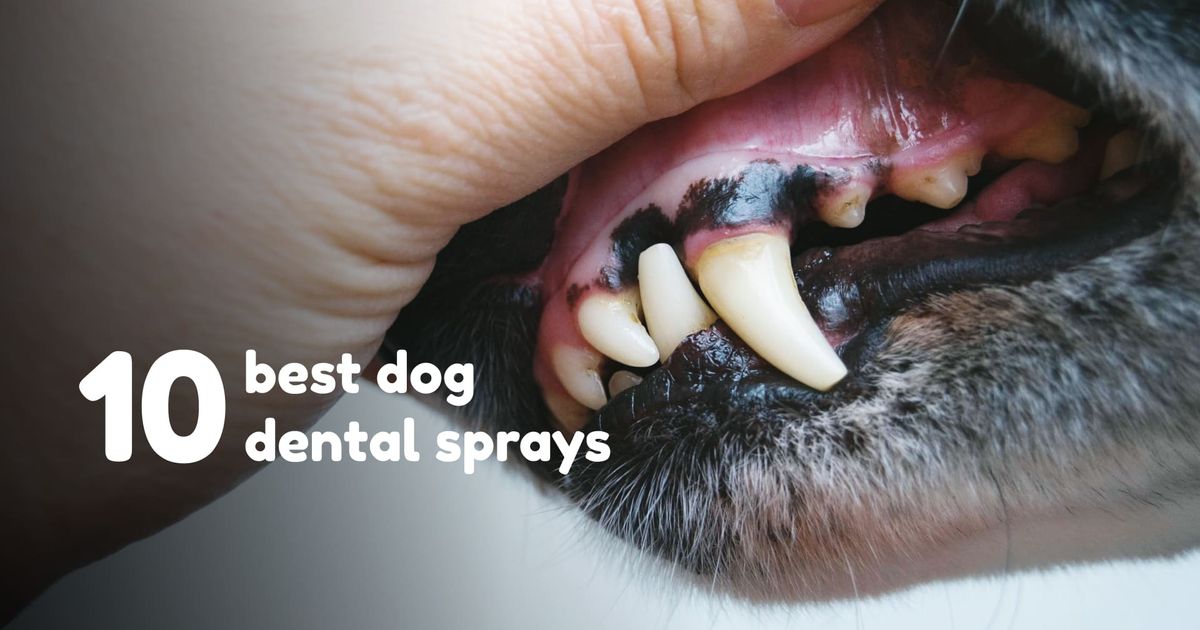 A hand opening a dog's mouth. Health check of dog teeth.