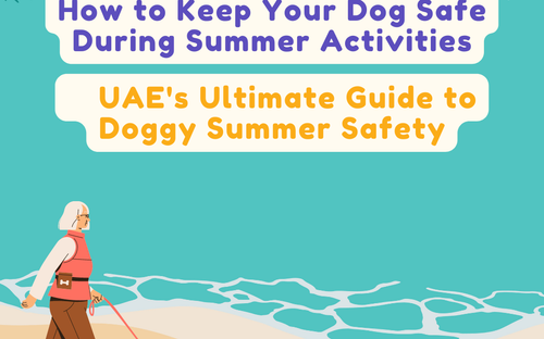 How to Keep Your Dog Safe During Summer Activities: UAE's Ultimate Guide to Doggy Summer Safety