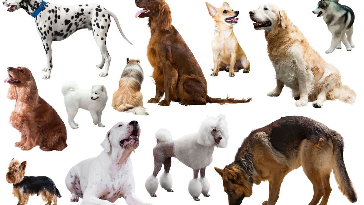 Here are Some Factors To Consider Before Choosing a Dog Breed