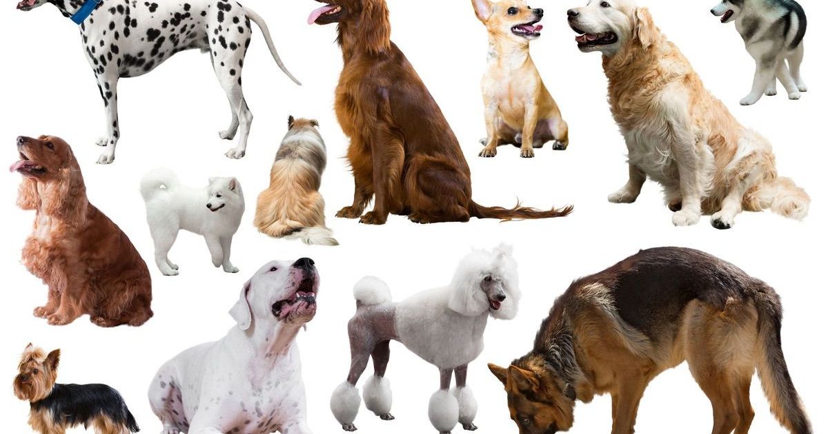 Here are Some Factors To Consider Before Choosing a Dog Breed