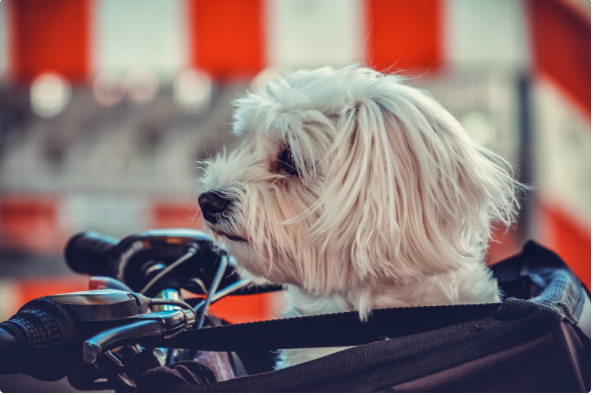 Traveling with Small Dogs: Tips for Pet Travel During Covid-19 (Part 2)