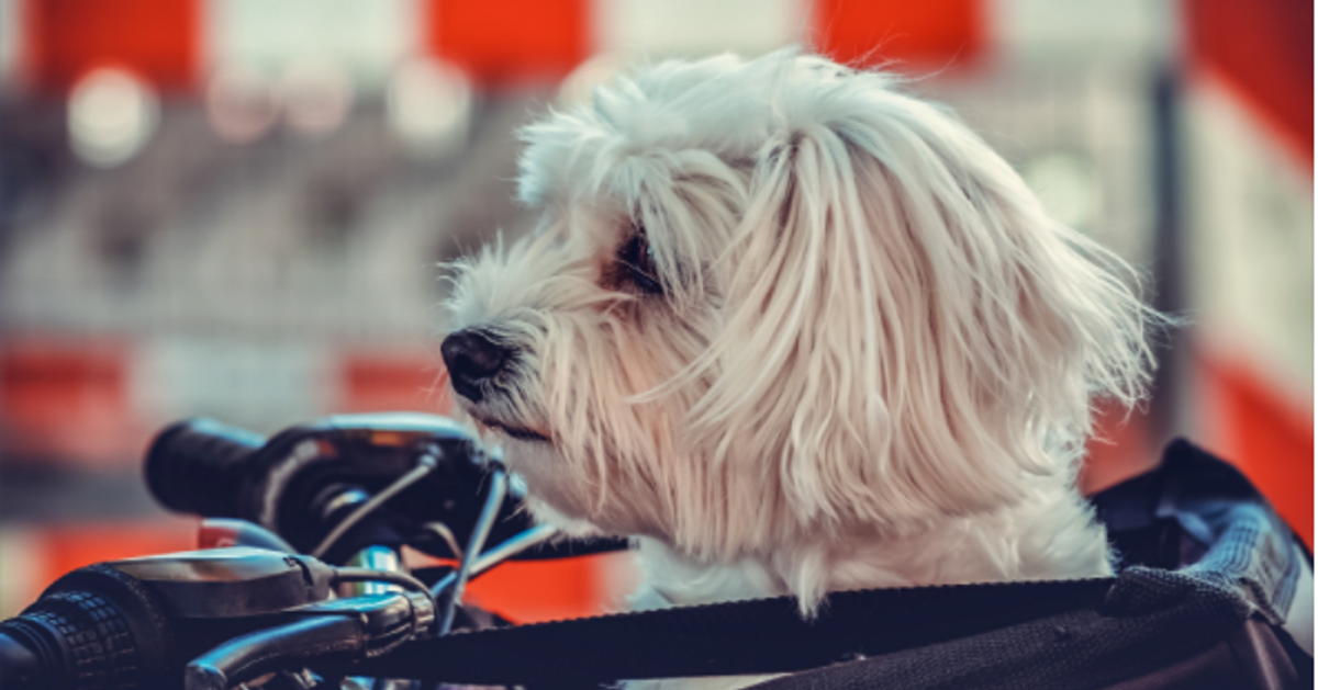 Traveling with Small Dogs: Tips for Pet Travel During Covid-19 (Part 2)
