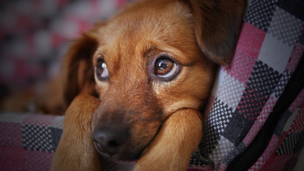 Managing Your Dog’s Separation Anxiety When You Are at Work