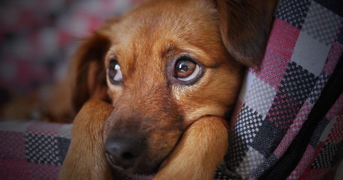 Managing Your Dog’s Separation Anxiety When You Are at Work