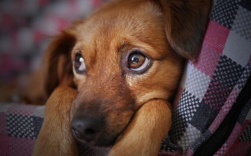 Managing Your Dog’s Separation Anxiety When You Are at Work