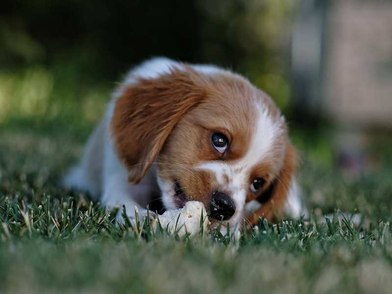 a puppy lying on the grass
