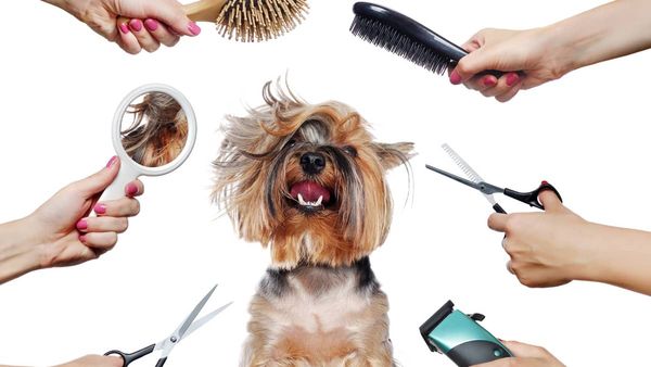 Basic Dog Grooming Necessities in New York