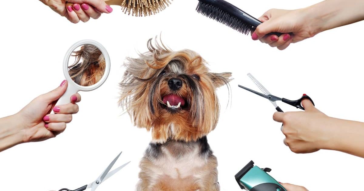 Basic Dog Grooming Necessities in New York