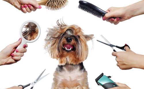 Basic Dog Grooming Necessities in New York