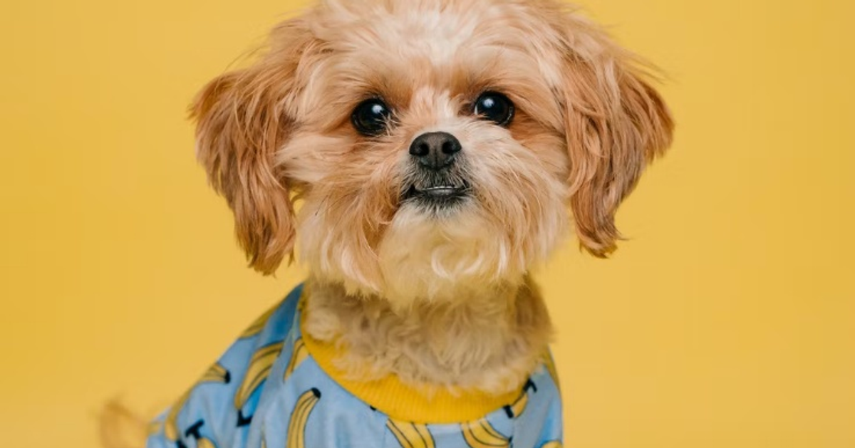 A Guide to Looking After a Small Rescue Dog