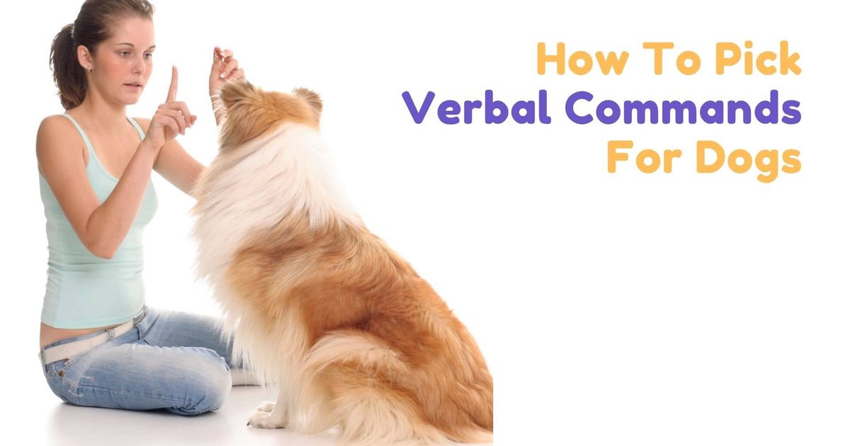 How To Pick Verbal Commands For Dogs?