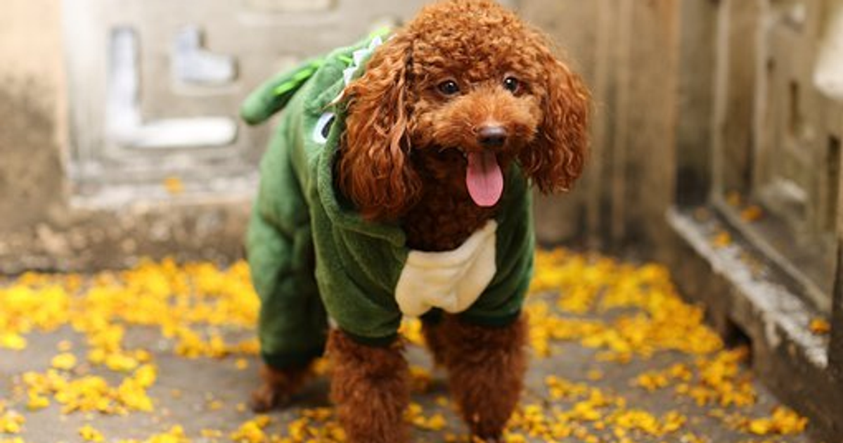 5 Dog House Training Tips to Keep Your Canine Companion Happy and Healthy