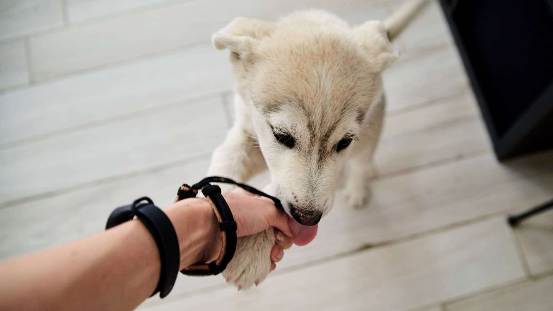 Make Housetraining Your Pup Easy With These Simple Tips