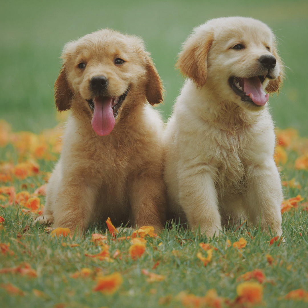 10 Must-Have Dog Products for the UAE Summer Season