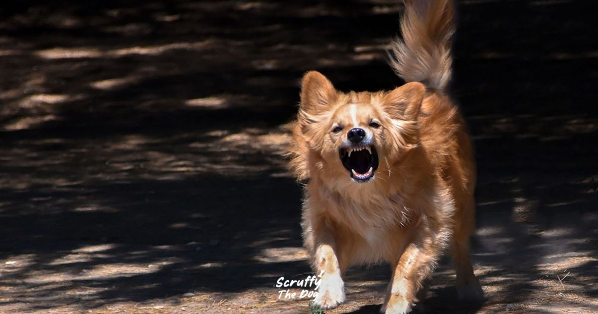 What Happens When You Don't Socialize Your Dog?