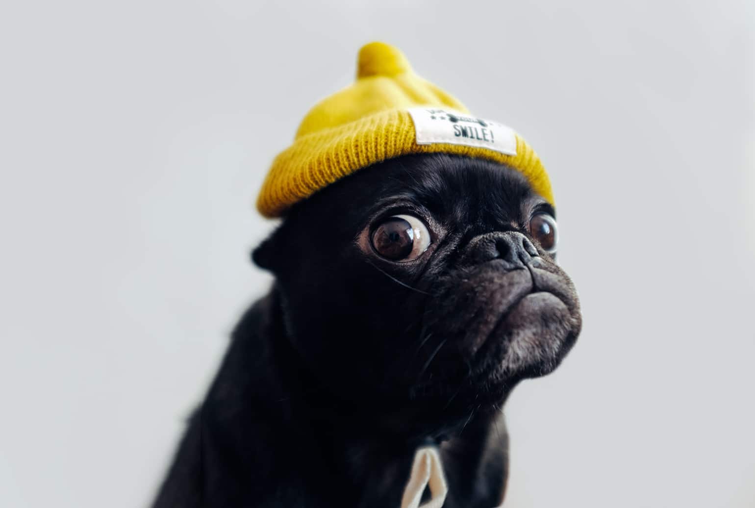 The Importance of Keeping Your Dog Mentally Stimulated