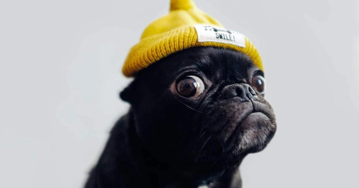 The Importance of Keeping Your Dog Mentally Stimulated