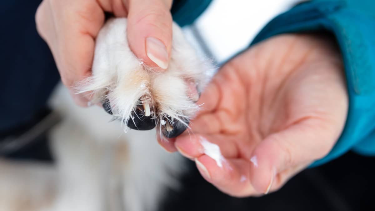 Paw-some Protection: 6 Must-Have Moisturizers for Your Dogs in Summer 2023
