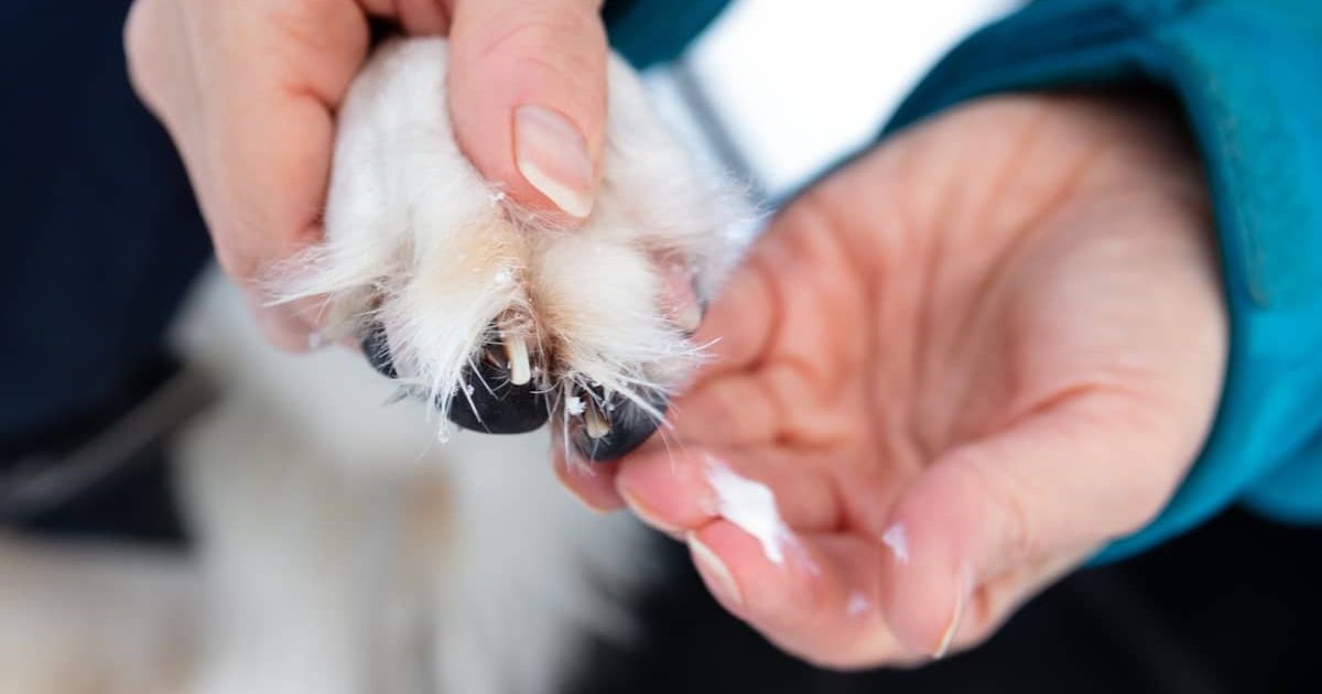 Paw-some Protection: 6 Must-Have Moisturizers for Your Dogs in Summer 2023