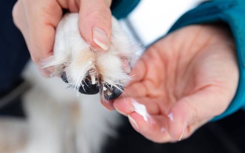 Paw-some Protection: 6 Must-Have Moisturizers for Your Dogs in Summer 2023