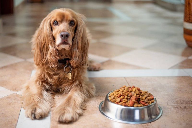 Canned dog food has a relatively long shelf life.