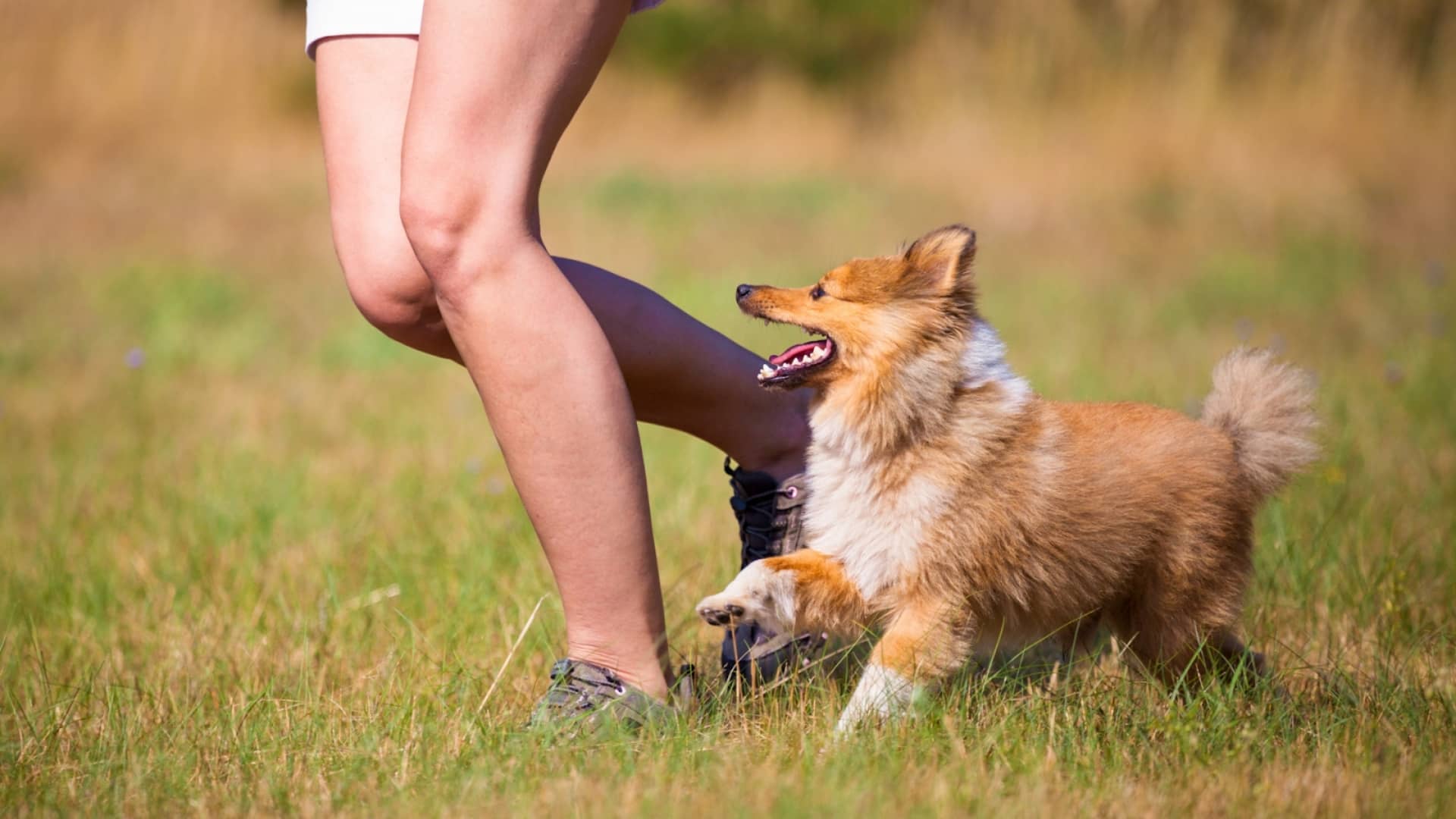 How Social Status Relates to the Behavior of Both Humans and Dogs?