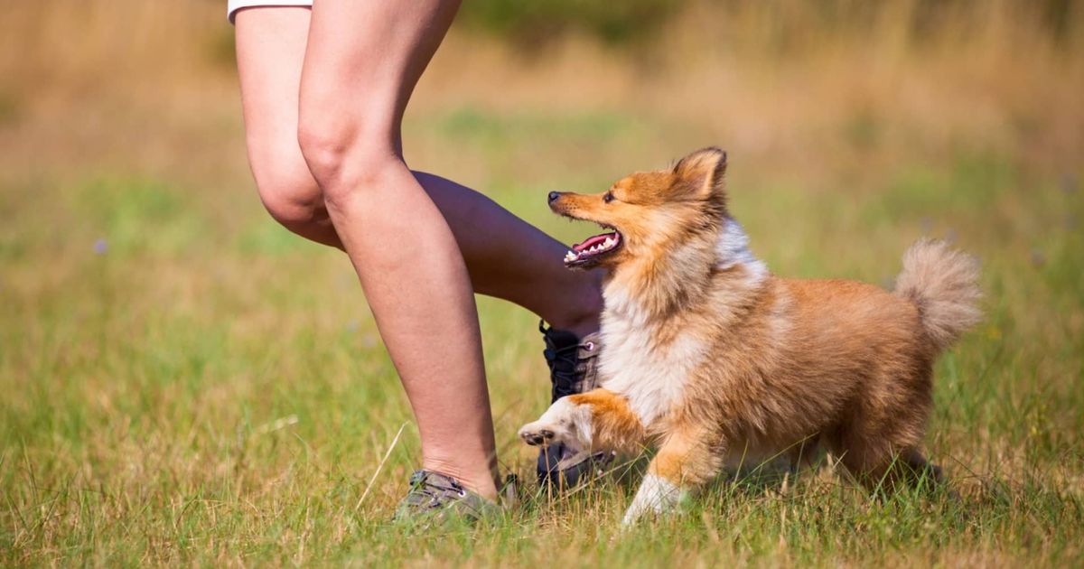 How Social Status Relates to the Behavior of Both Humans and Dogs?