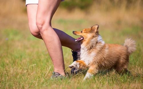 How Social Status Relates to the Behavior of Both Humans and Dogs?