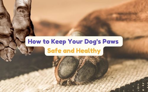 From Hot Pavement to Snowy Streets: How to Keep Your Dog's Paws Safe and Healthy