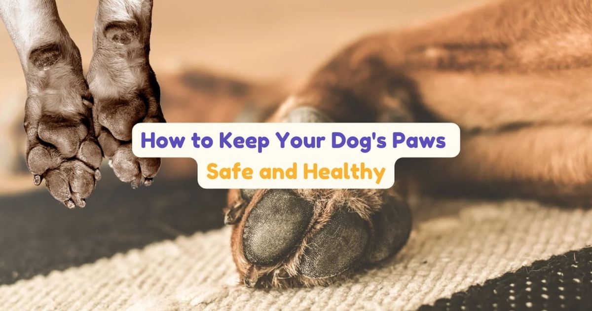 From Hot Pavement to Snowy Streets: How to Keep Your Dog's Paws Safe and Healthy