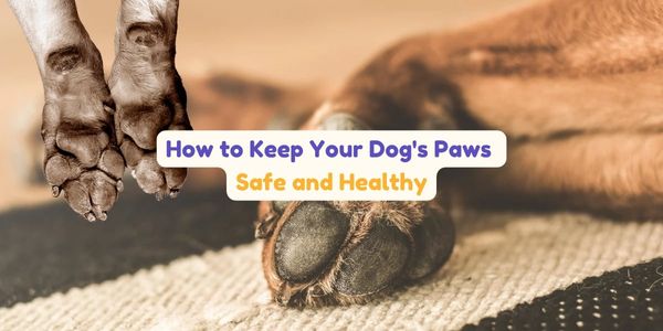 From Hot Pavement to Snowy Streets: How to Keep Your Dog's Paws Safe and Healthy