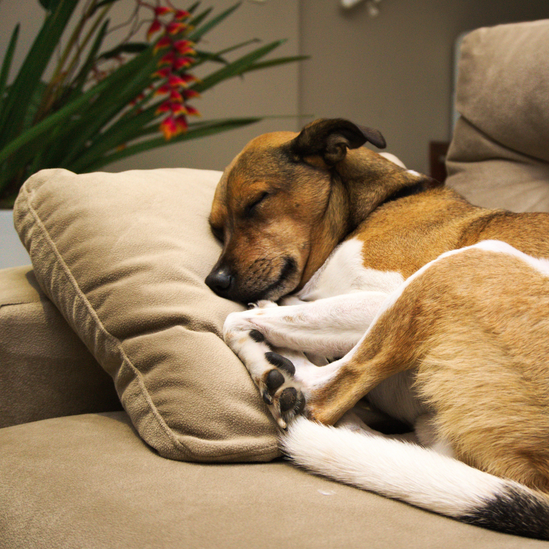 Sleeping Soundly in the UAE Summer: Tips for Selecting a Lightweight and Breathable Dog Bed