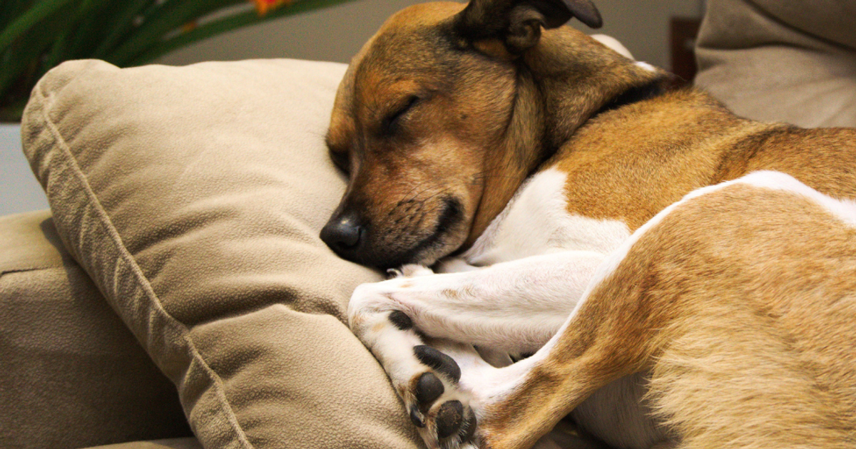 Sleeping Soundly in the UAE Summer: Tips for Selecting a Lightweight and Breathable Dog Bed