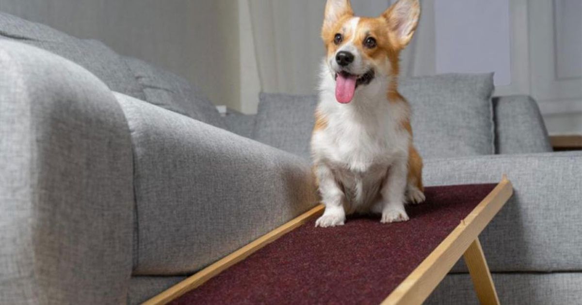 5 Best Small Dog Ramps: Complete Buying Guide