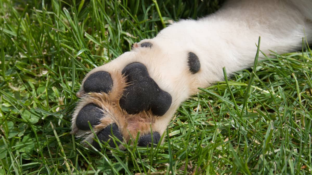 5 Benefits Of Dog Paw Balms - Why Use It To Your Dog?