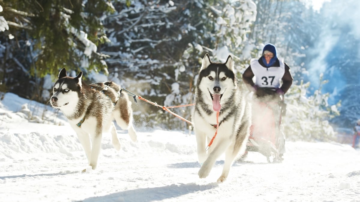 Sled Dogs