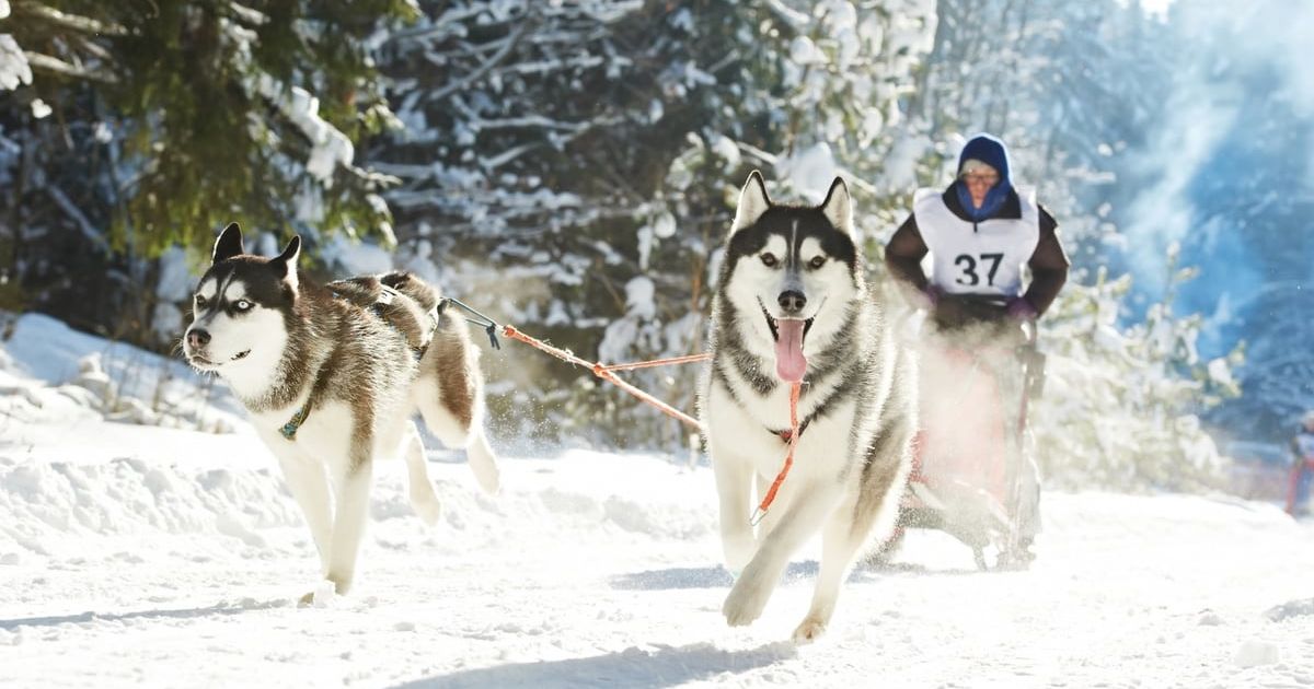 Sled Dogs