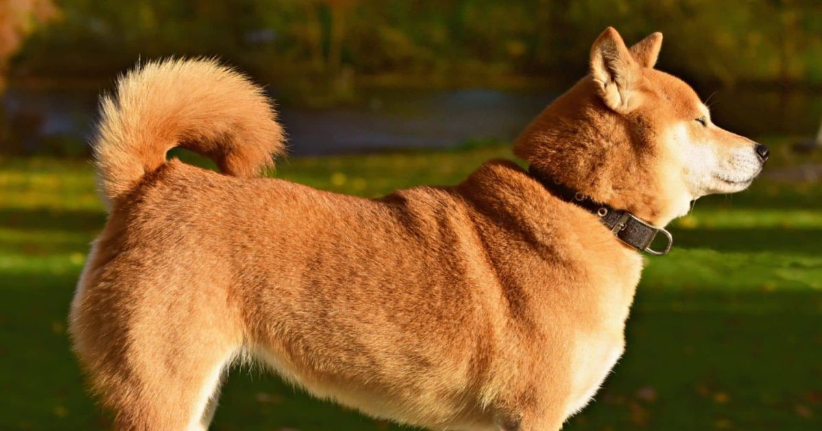 How To Read Dog's Body Language?