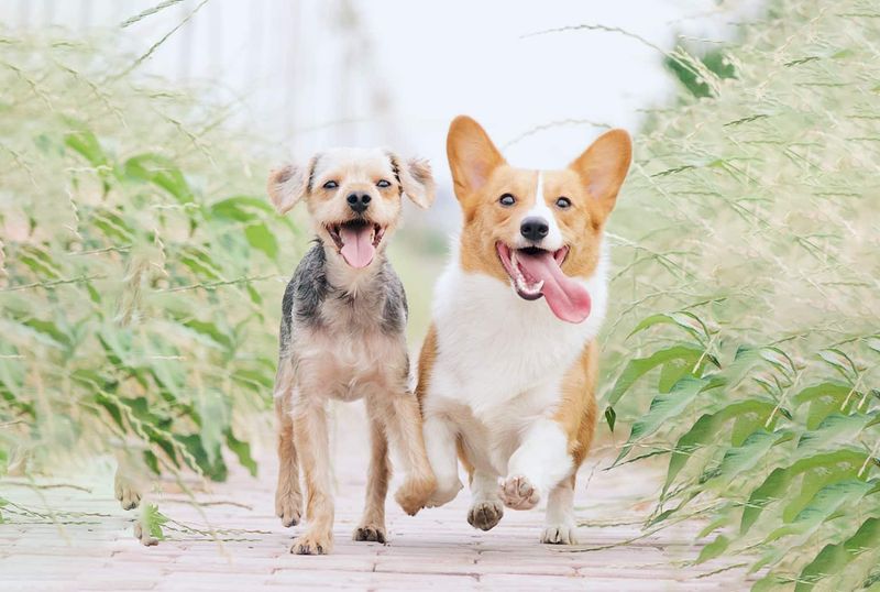 Don't let your dogs run away | Lessons on how to deal with door-darting dogs.