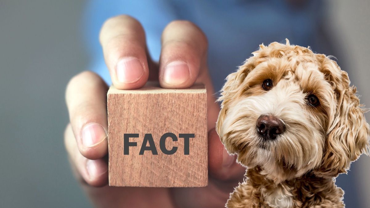 Interesting Dog Facts